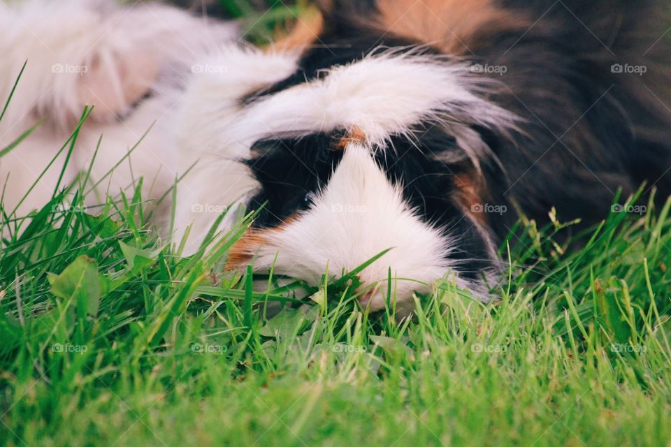 Guinea pigs