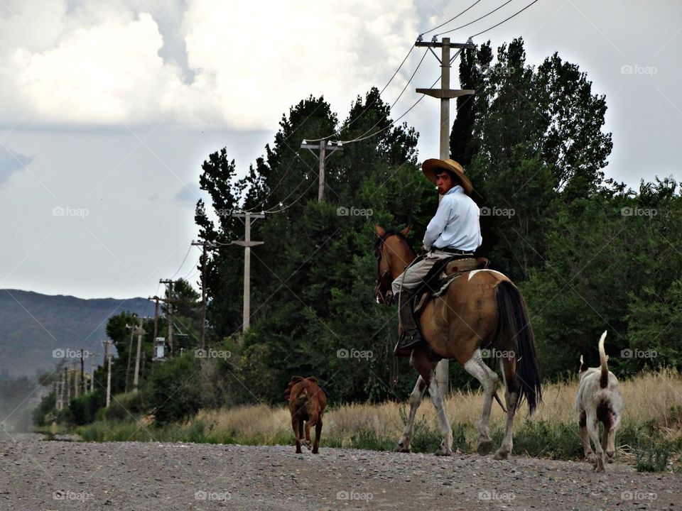 Argentina Gaucho Horses