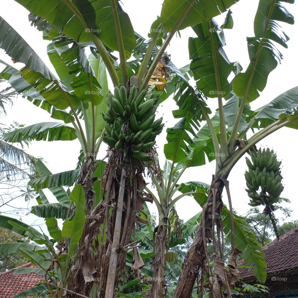 Banana trees thrive on the edge of housing or in the countryside