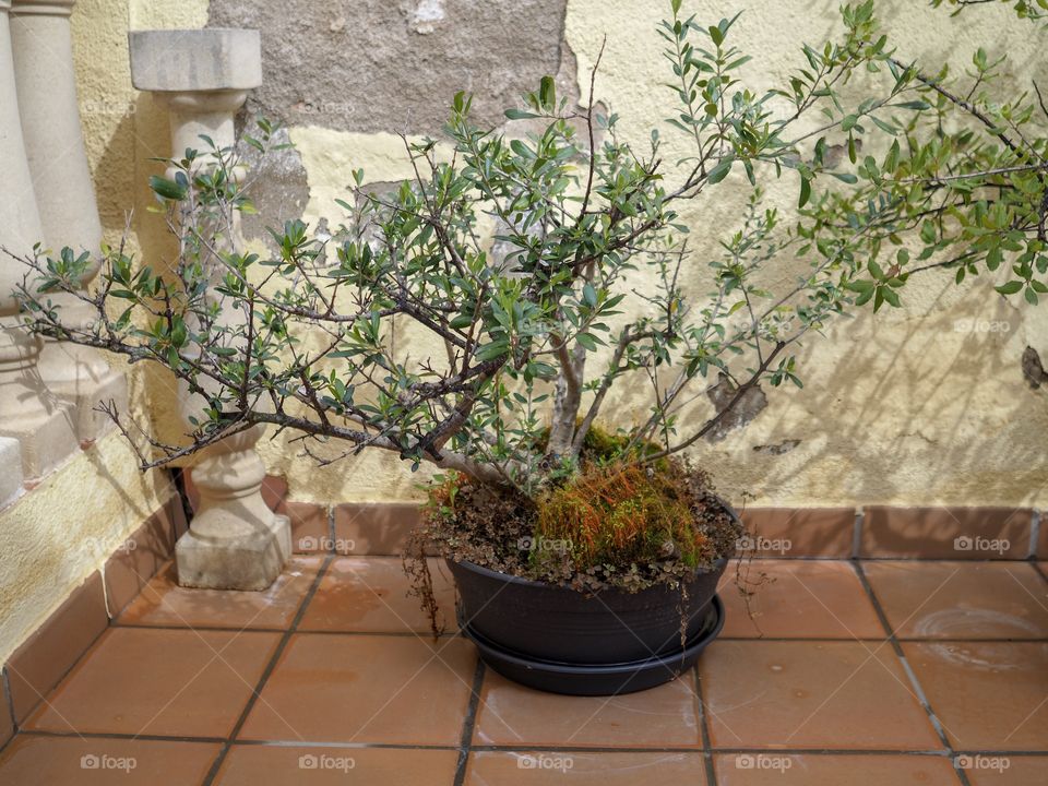 Olivo 37 años,bonsai,arbol,planta