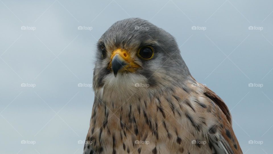 A close up of a kestrel 