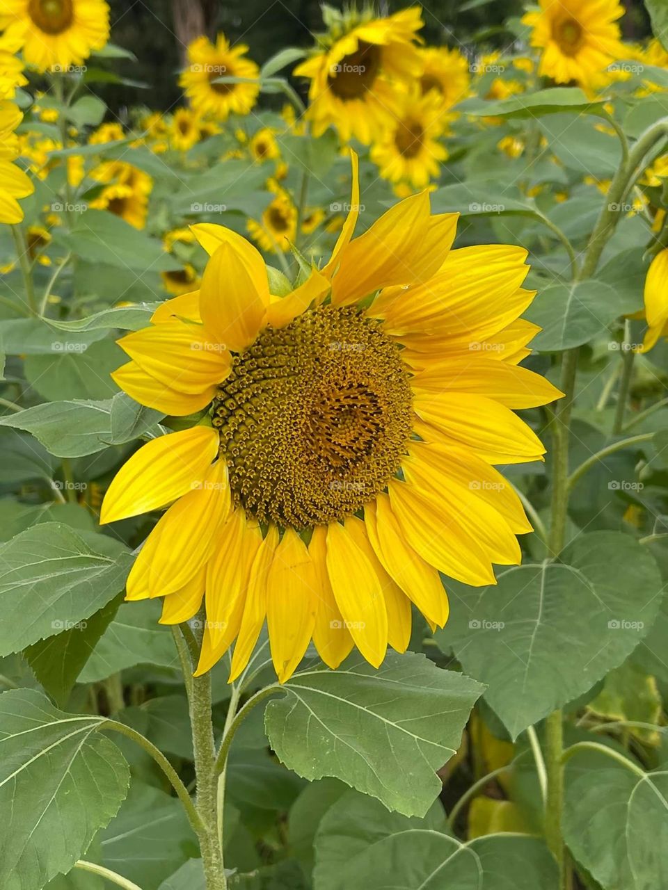 Beautiful sun flowers in bloom