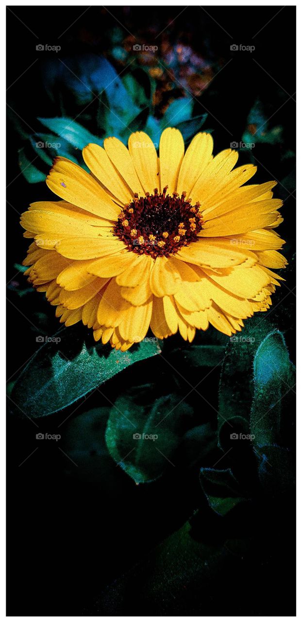 calendula flower🌼🌼