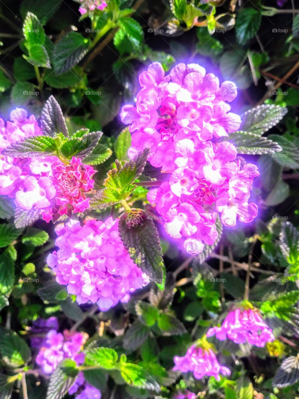 pinkish purplish spring flowers that look like they glow