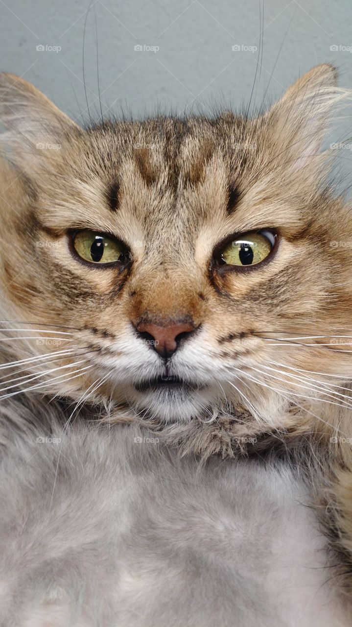 mancoon cat tabby face close up