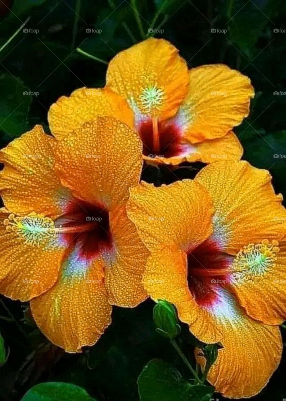 Most beautiful and attractive flowers in the garden.
