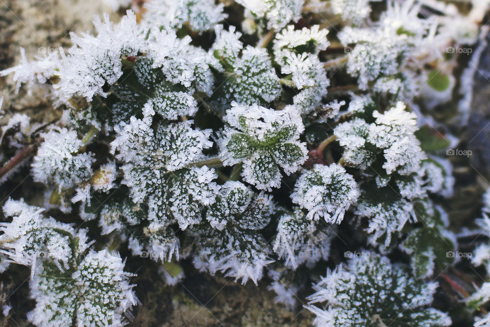 Frozen plant 