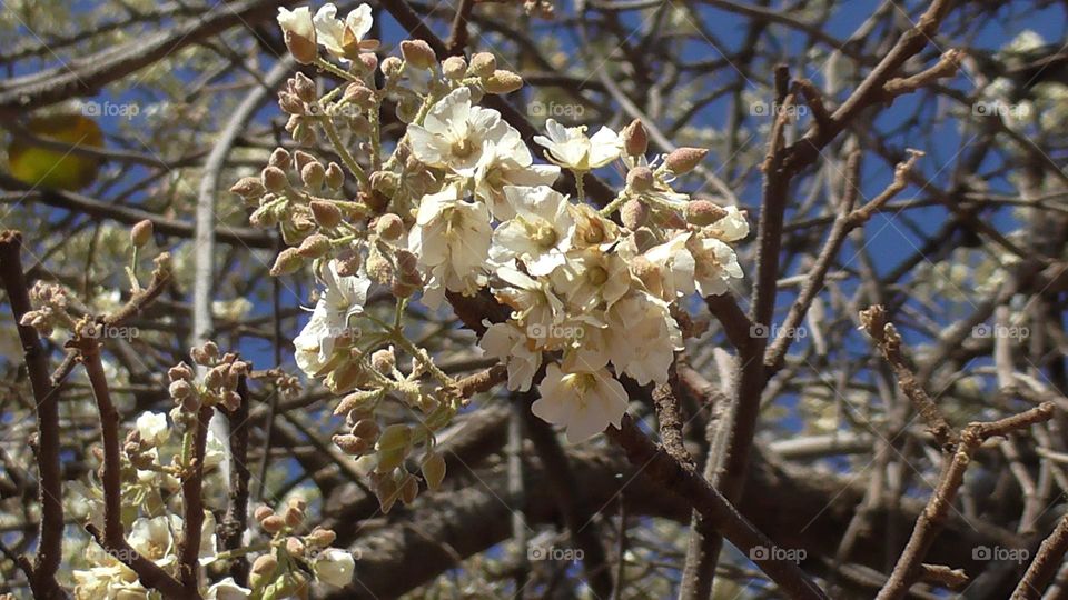 Spring blossoms of the wild pear in the bushveld