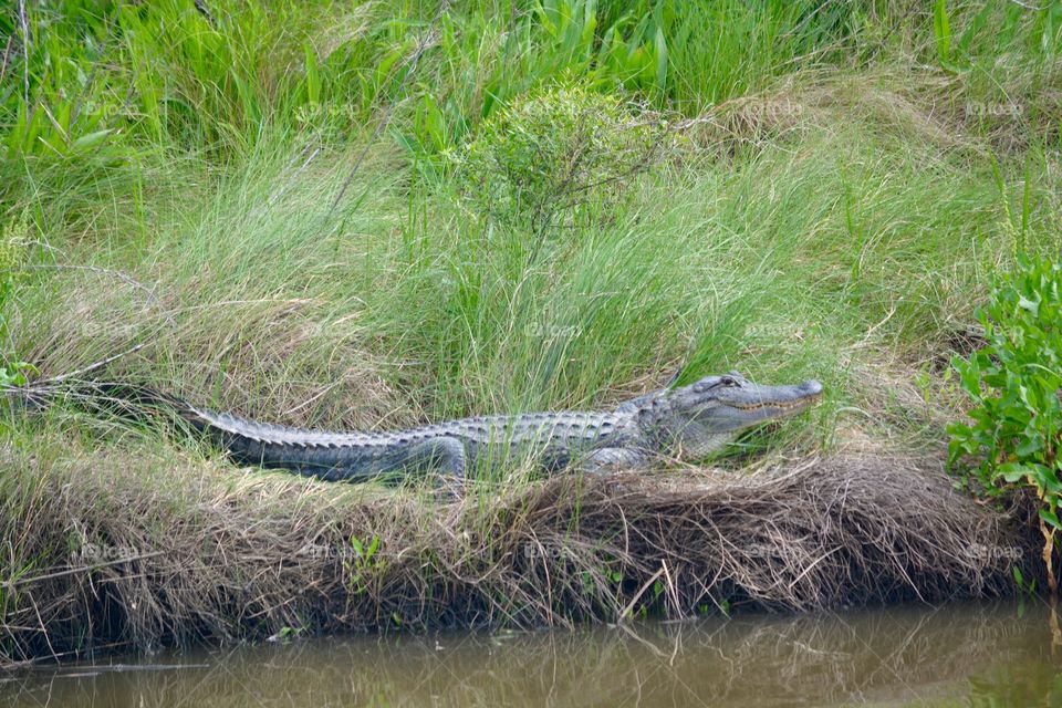 Alligator in the tall grass near a pond