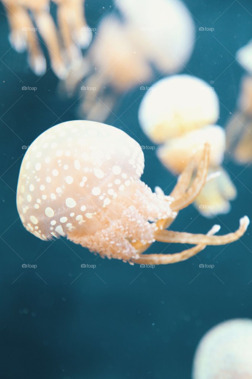 Jellyfish swimming in aquarium