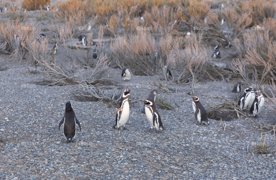 Pinguenera Faro Cabo Virgenes.