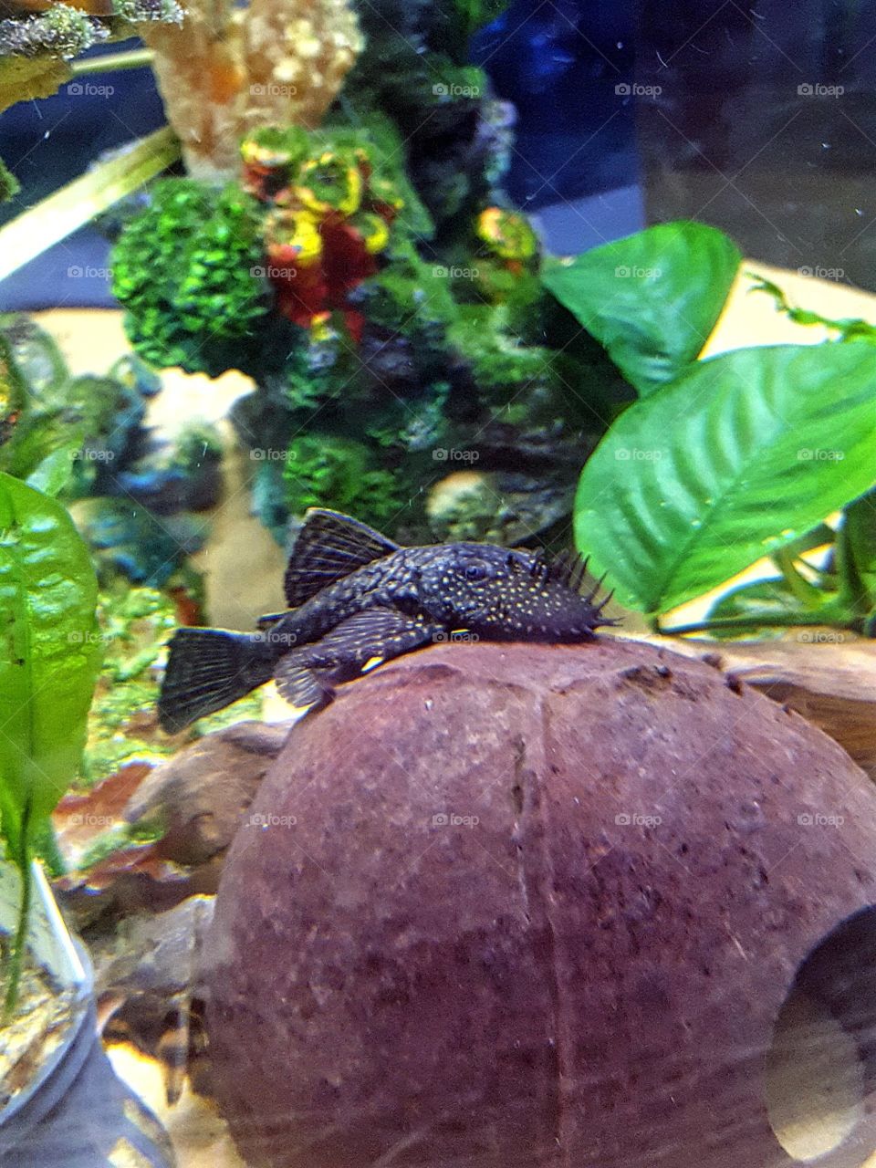 Bristlenose pleco