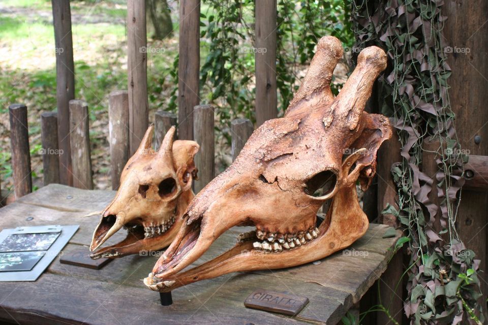 Giraffe skulls