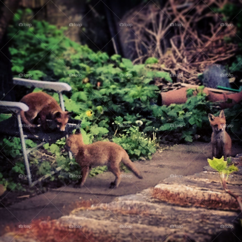 Cat, dog? Please. We've got foxes.
