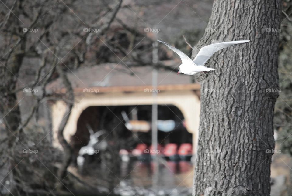 Flying Seagull