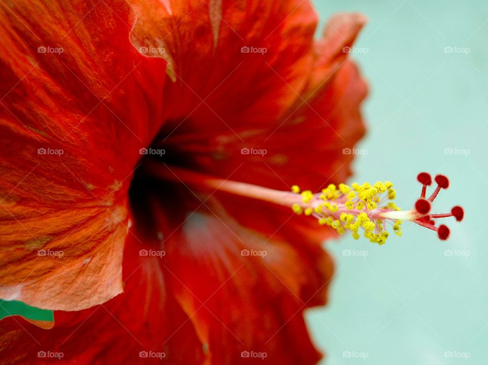 Red Hibiscus 🌺