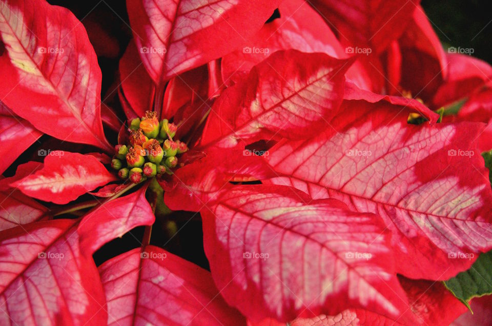 Poinsettia