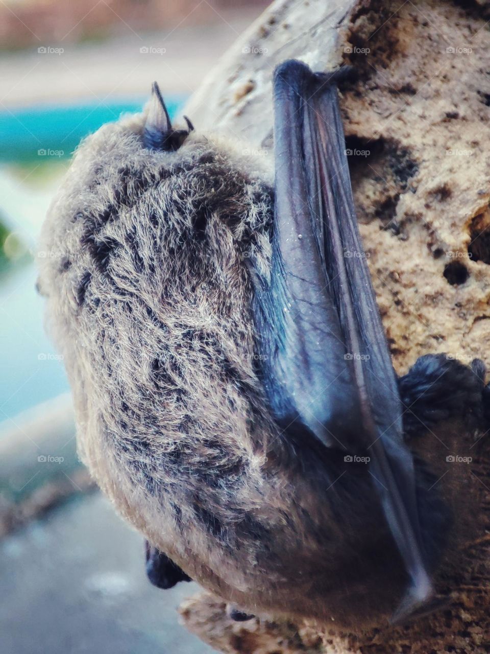 Nathusius's pipistrelle, Animal