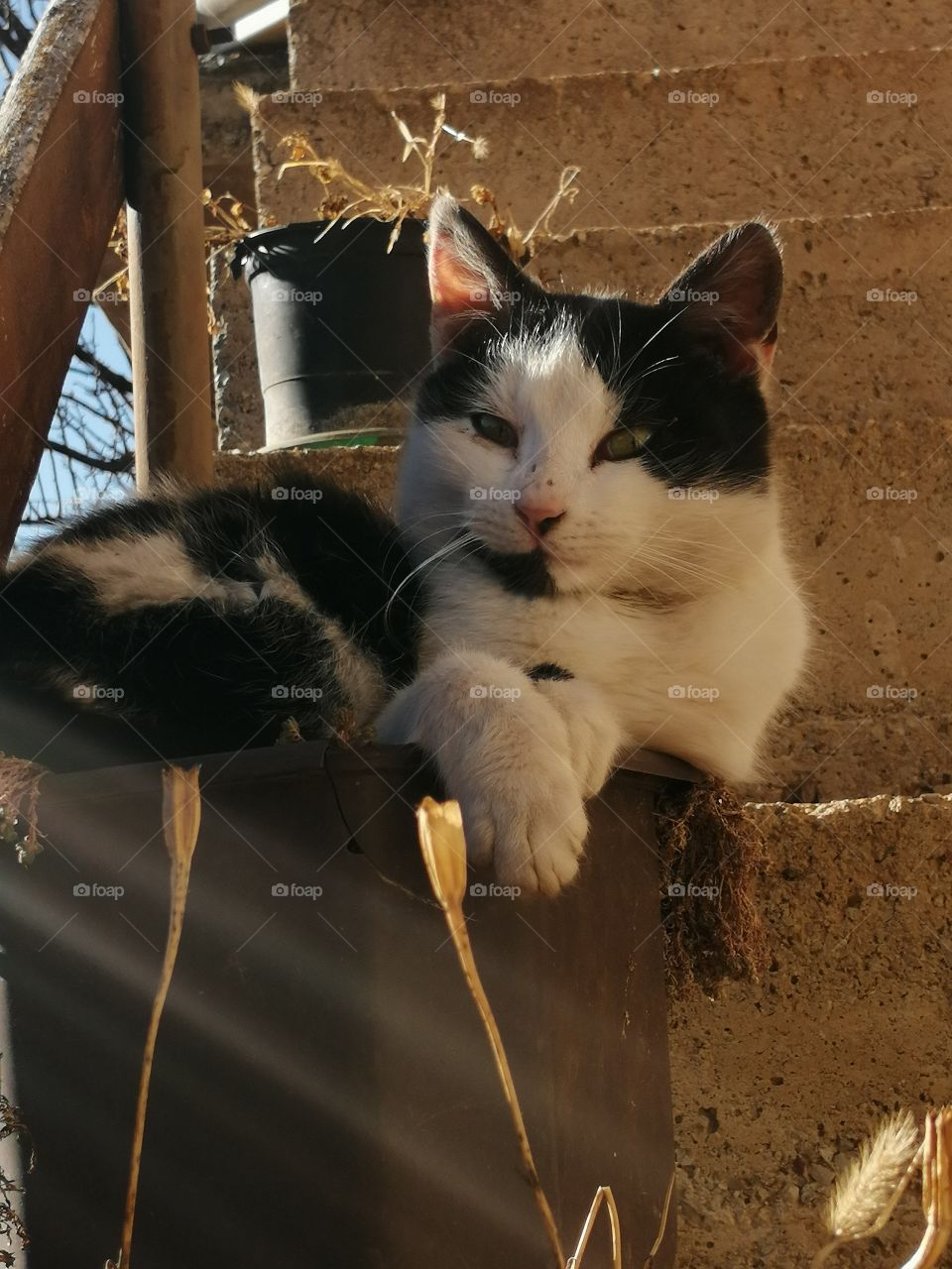 A little kitten is lying in a pot