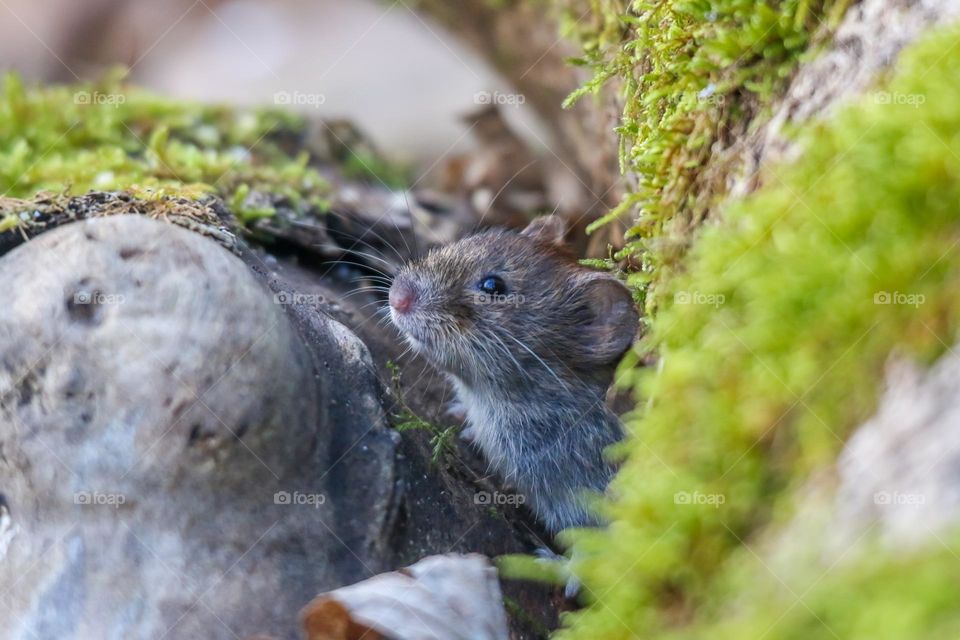 Little mouse coming out from its hole in a forest