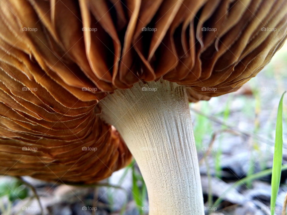 mushroom