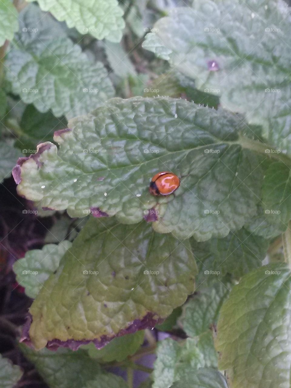 ladybug at home