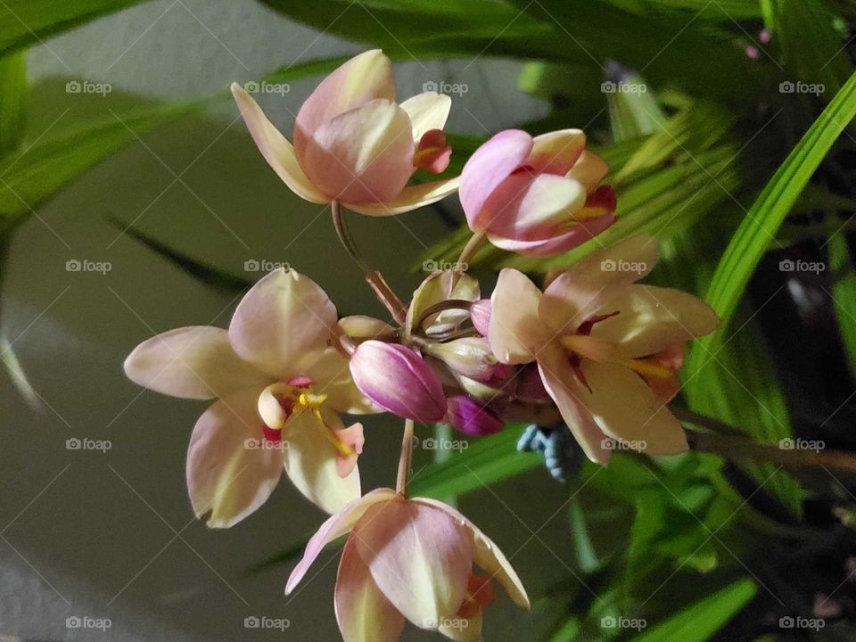 exotic orchids