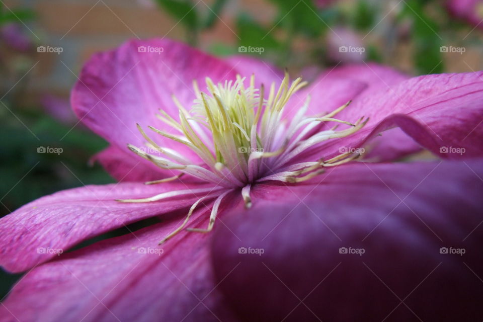 Purple flower