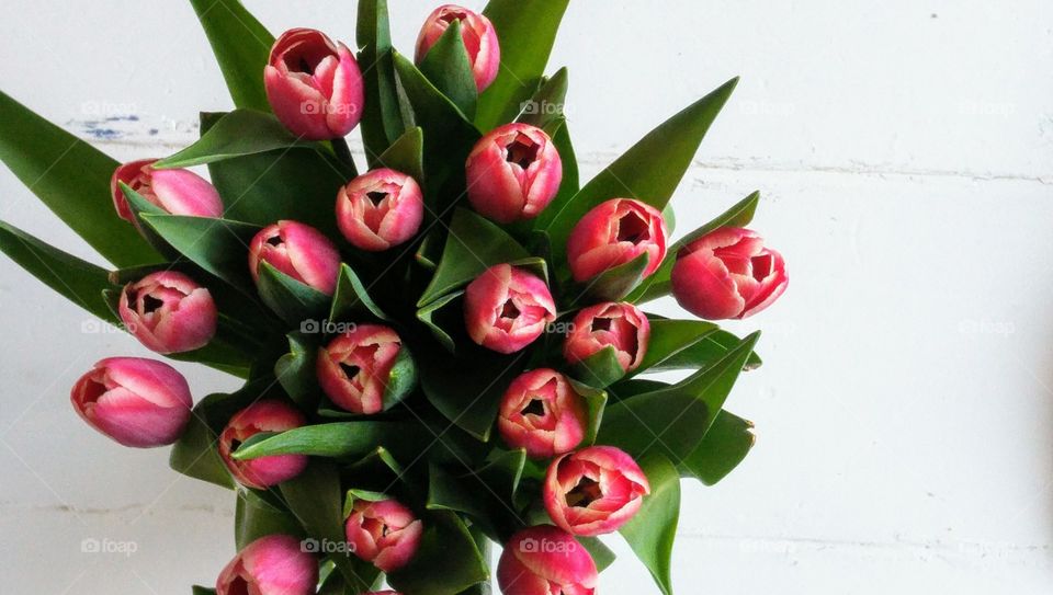 bunch of pink purple tulips on a white background