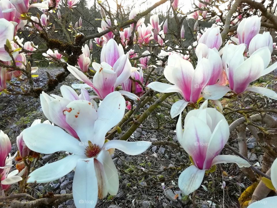 Magnolia tree