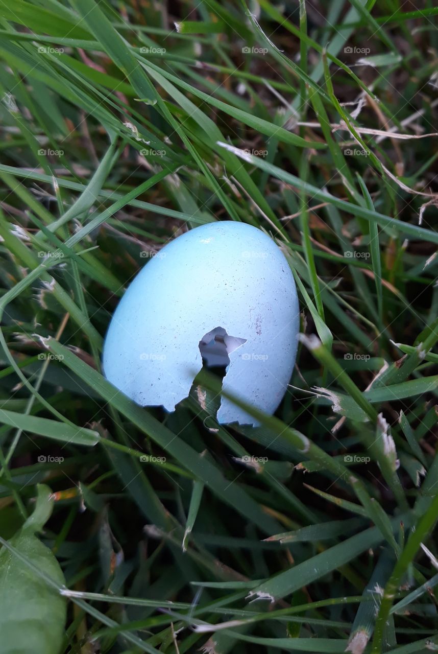 Bird Shape In Robin's Egg Shell