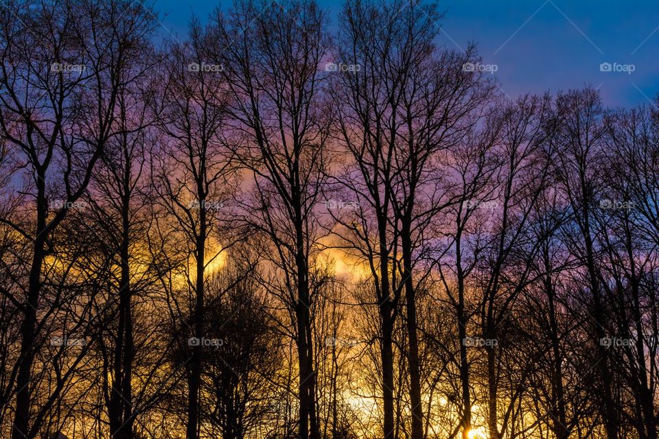 Colorful sky with trees