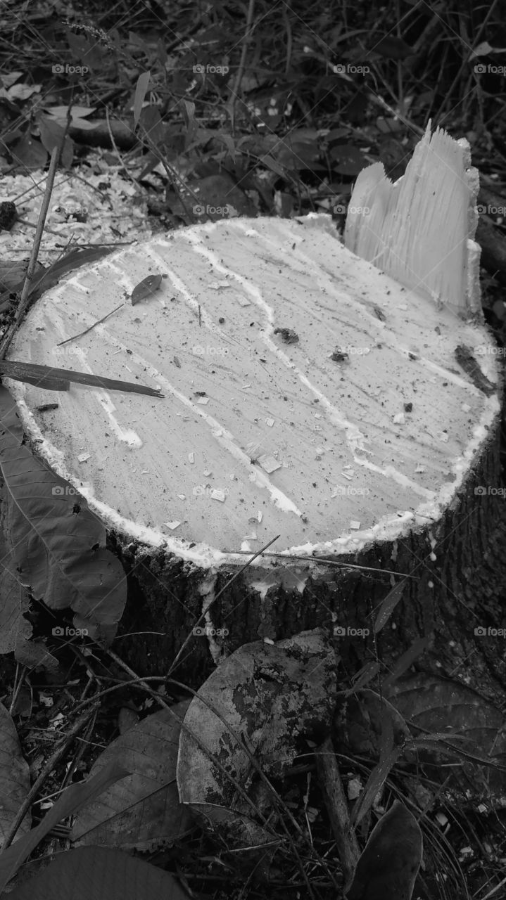 Black and White The tree trunk rubber new felled