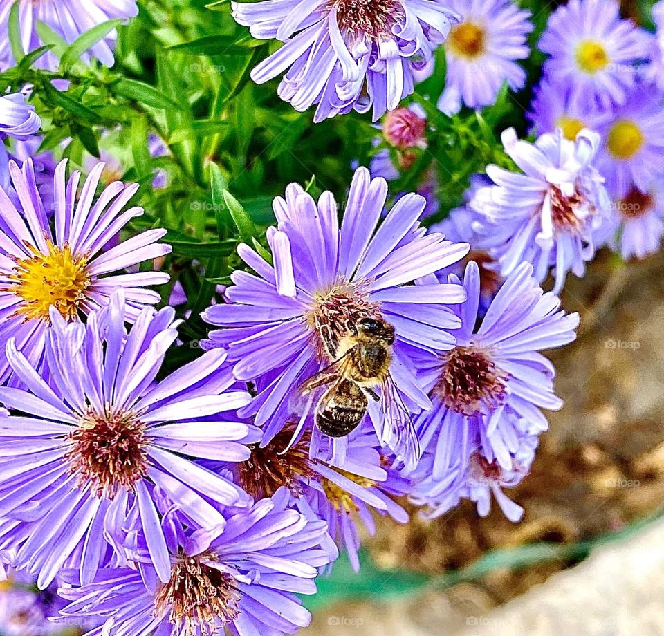 #chrysanthemum #bee#flowers #