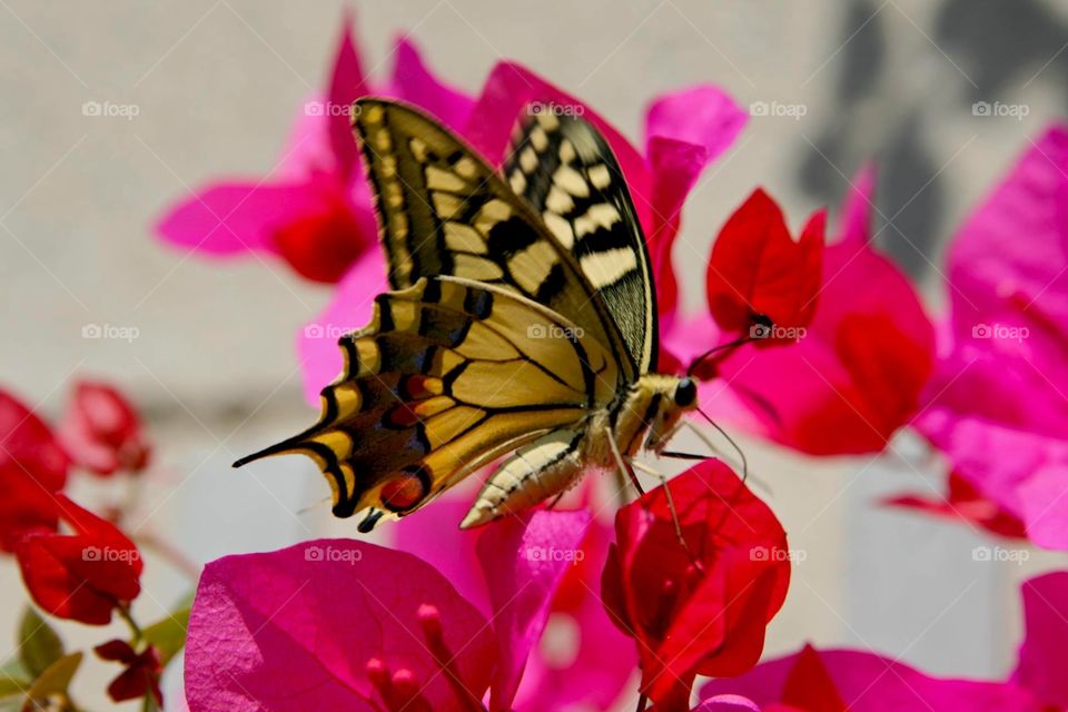Una bellissima farfalla 