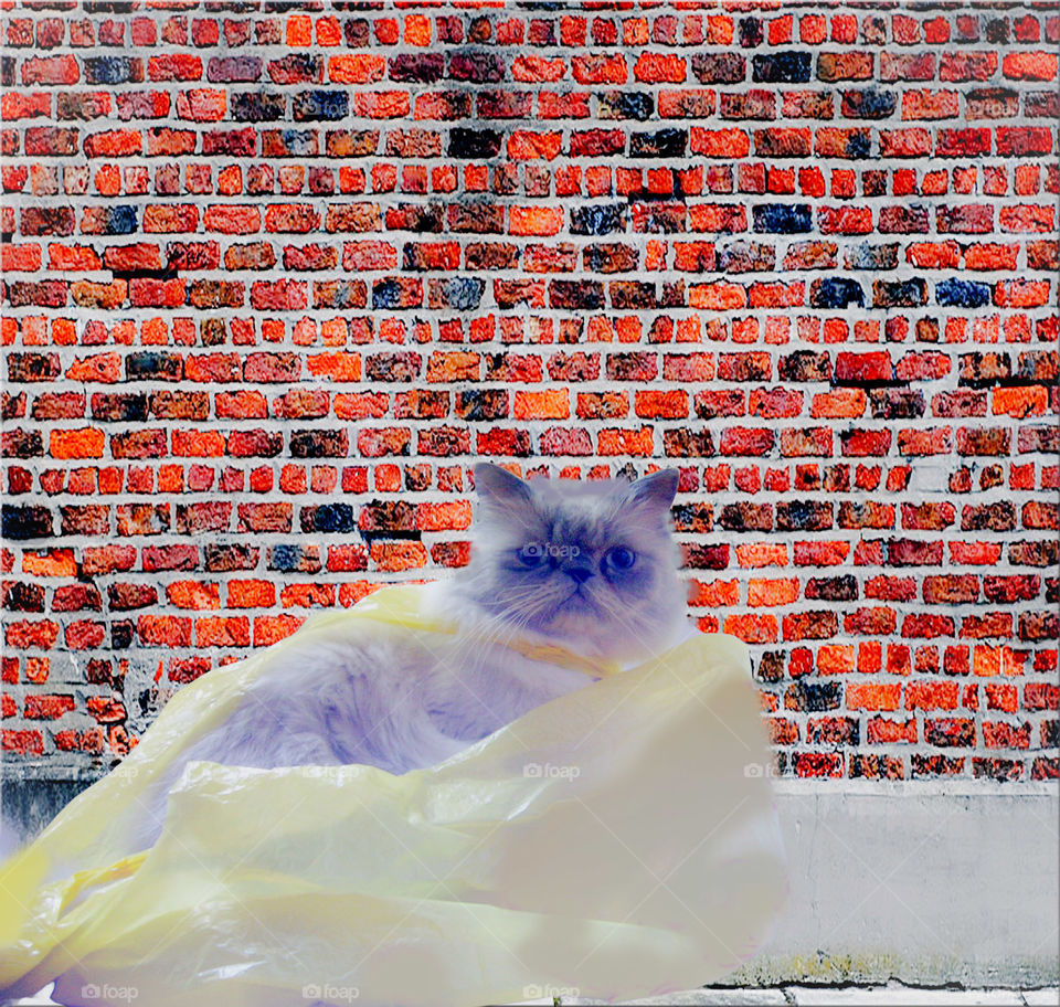 The cat in the package