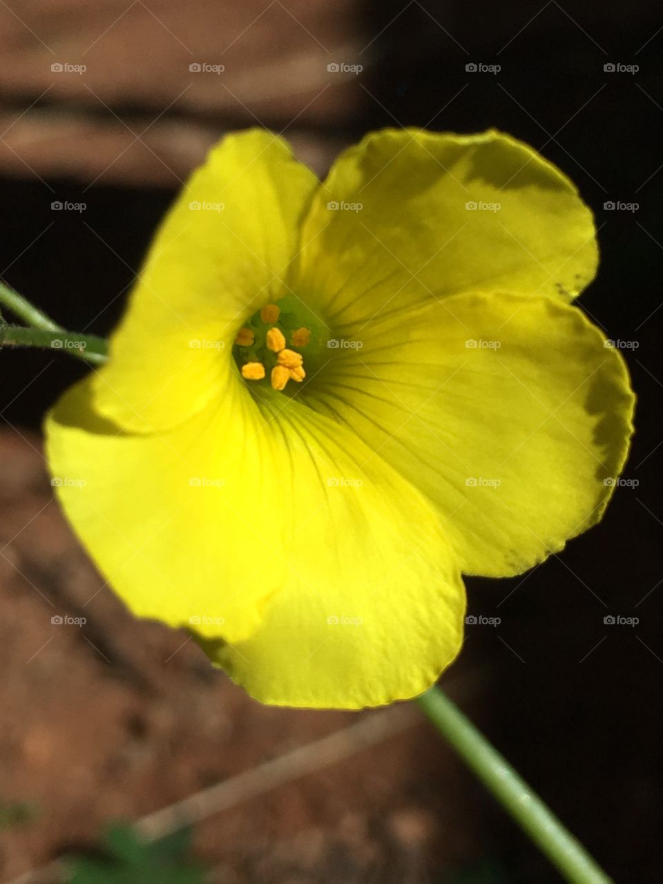 Closeup yellow flower