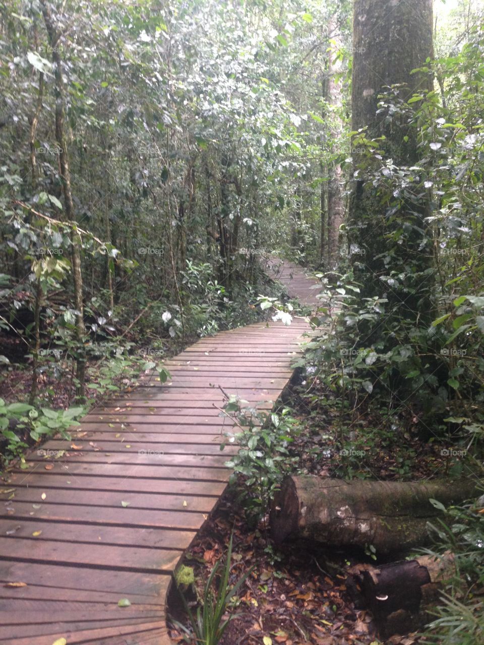 Knysna forest path