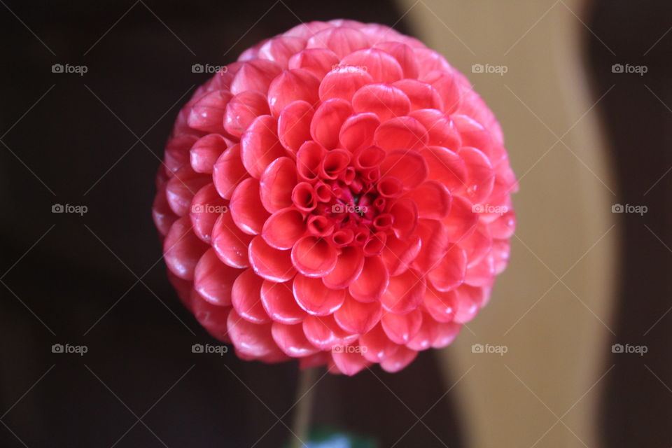 The bright unique petals of a flower. From a tiny atom to cells to a single petal making it into a beautiful site