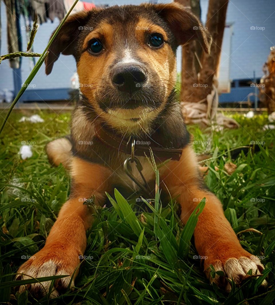 Scooby doo Galaxy s7 Edge