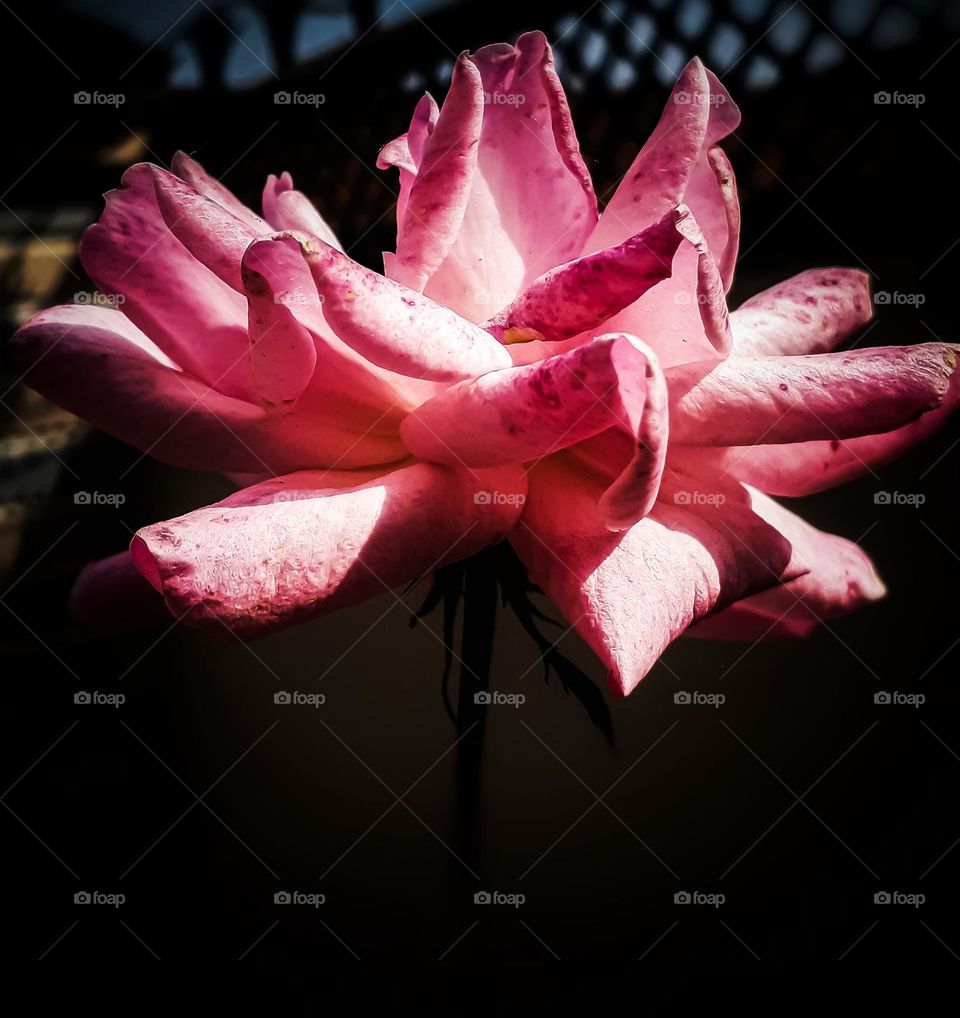 Beautiful dark pink Flowers 🌸 .