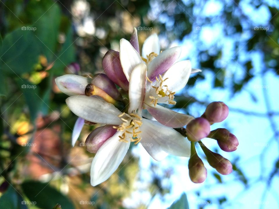 Lemon Tree Blossom