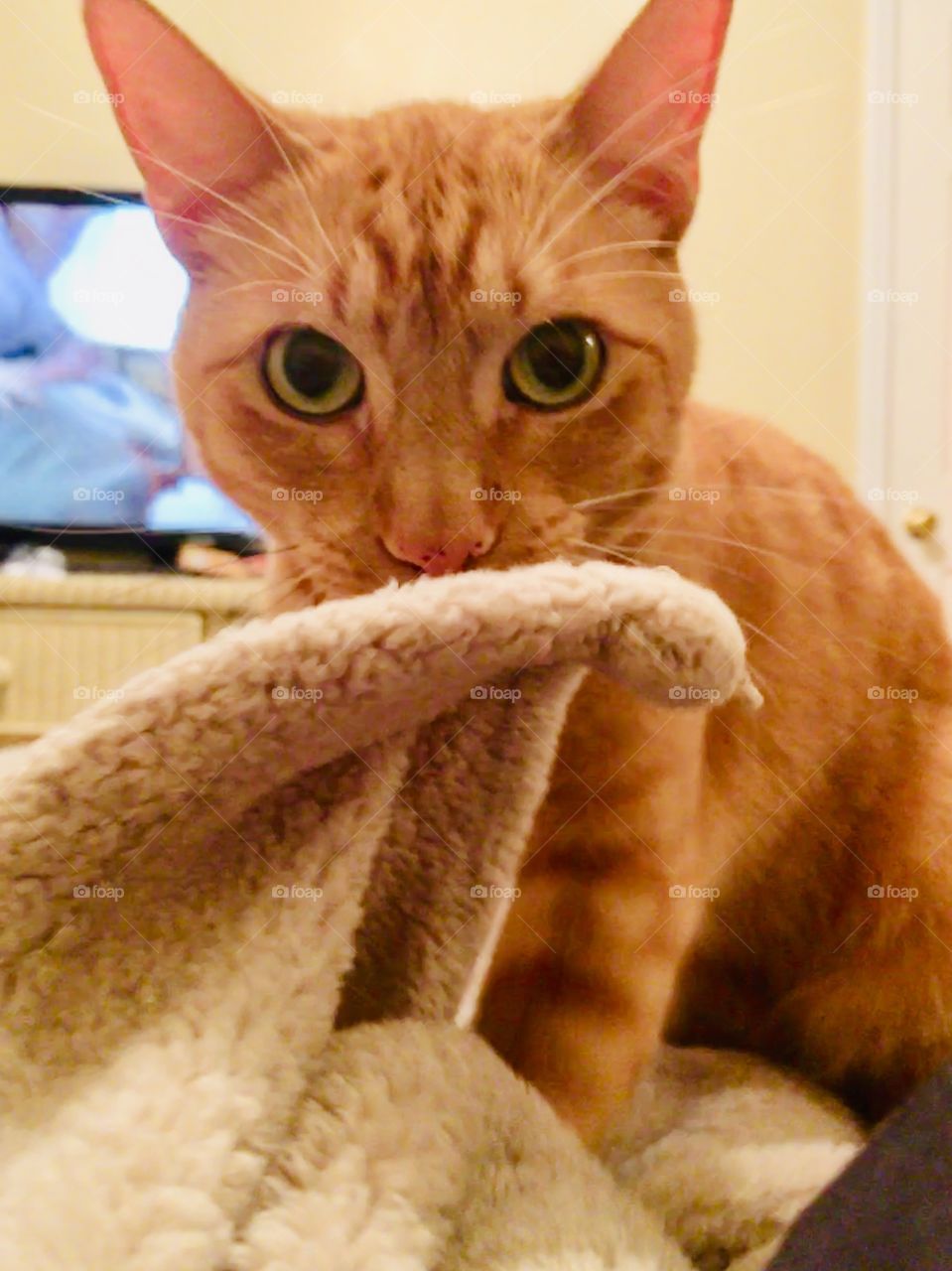 Orange kitty kneading on a super soft blanket looking at me