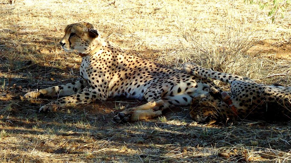 Cheetah in shade