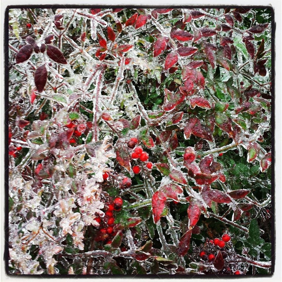 Frozen Nandina