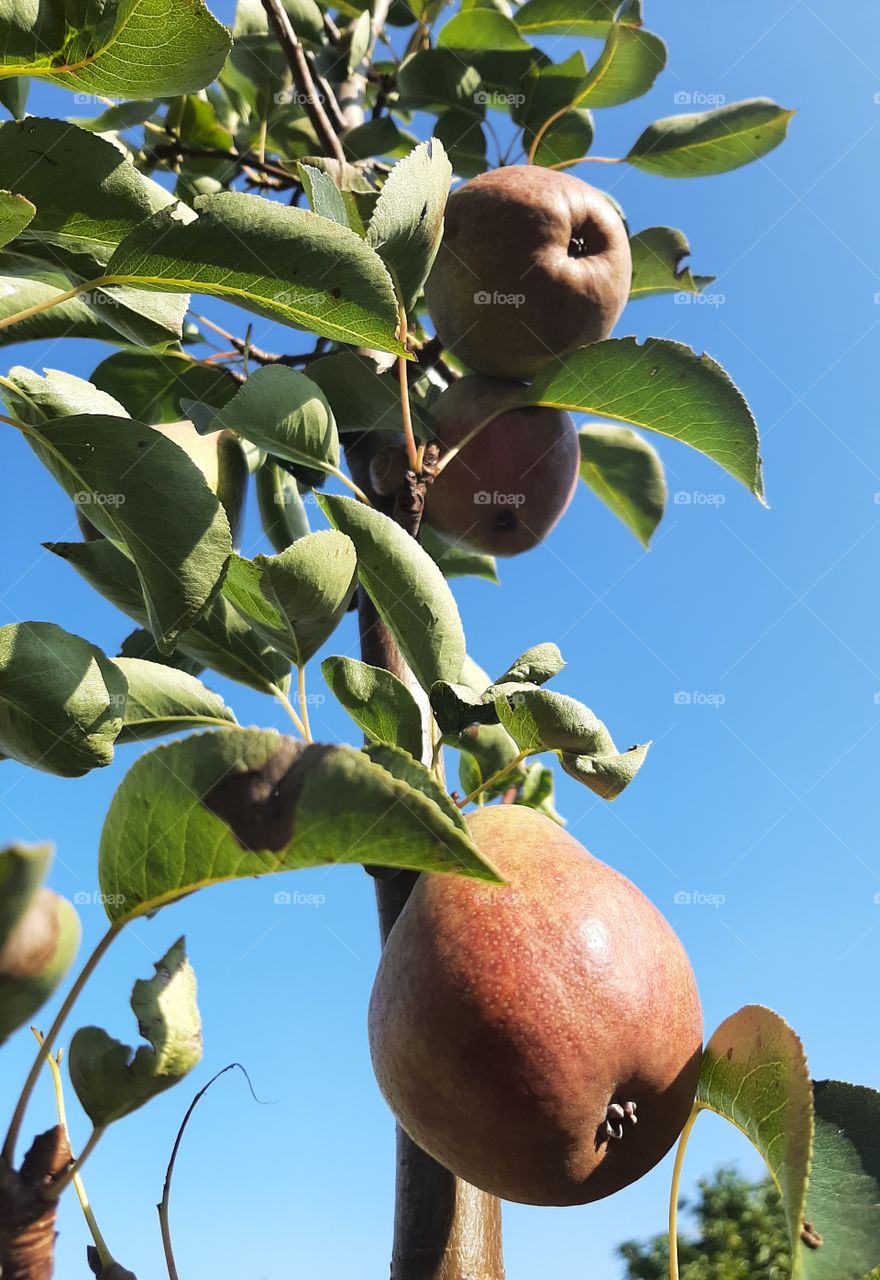 pears on tree and blue sky