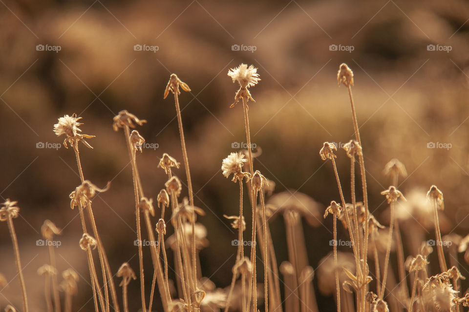 Autumn dry flowers