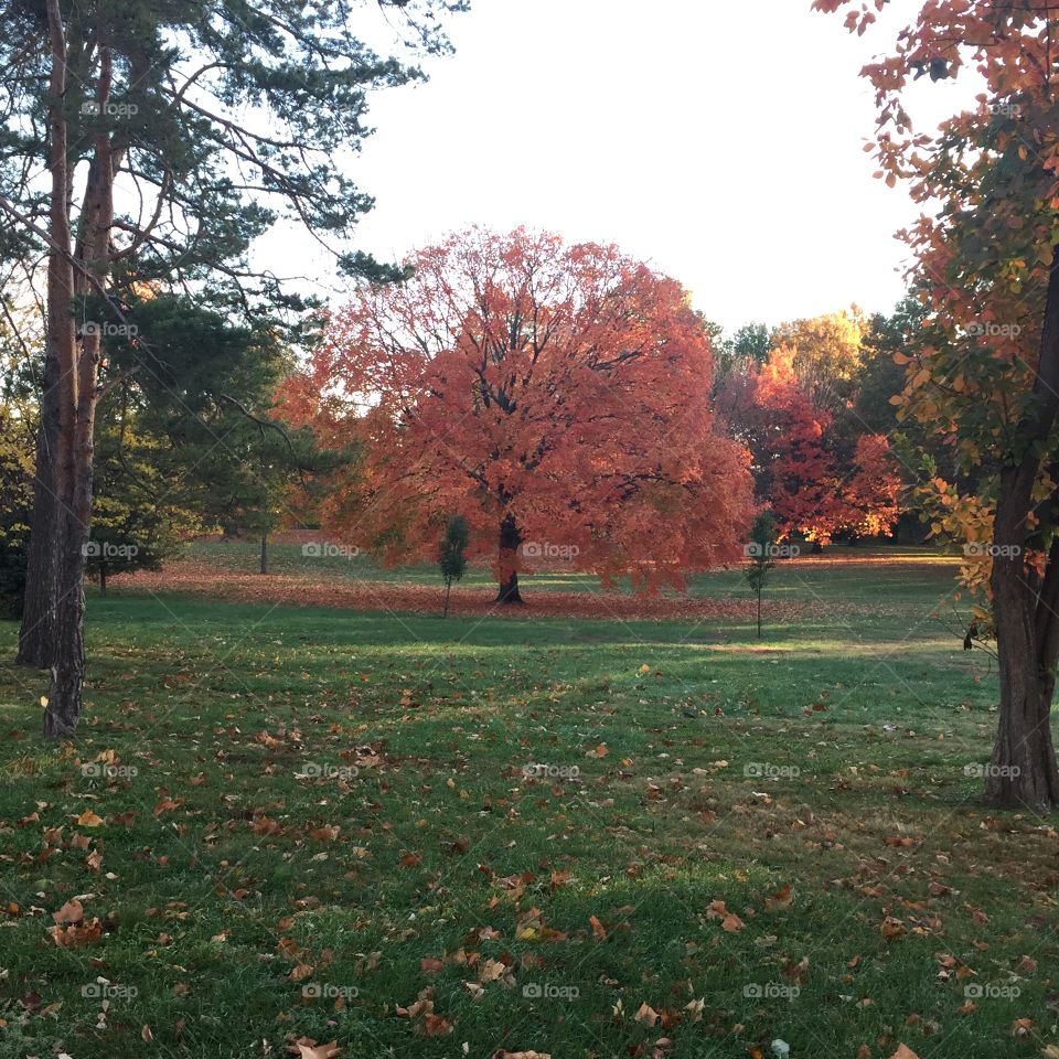 Fall park. Running past this gorgeous fall colored tree begging to be photographed