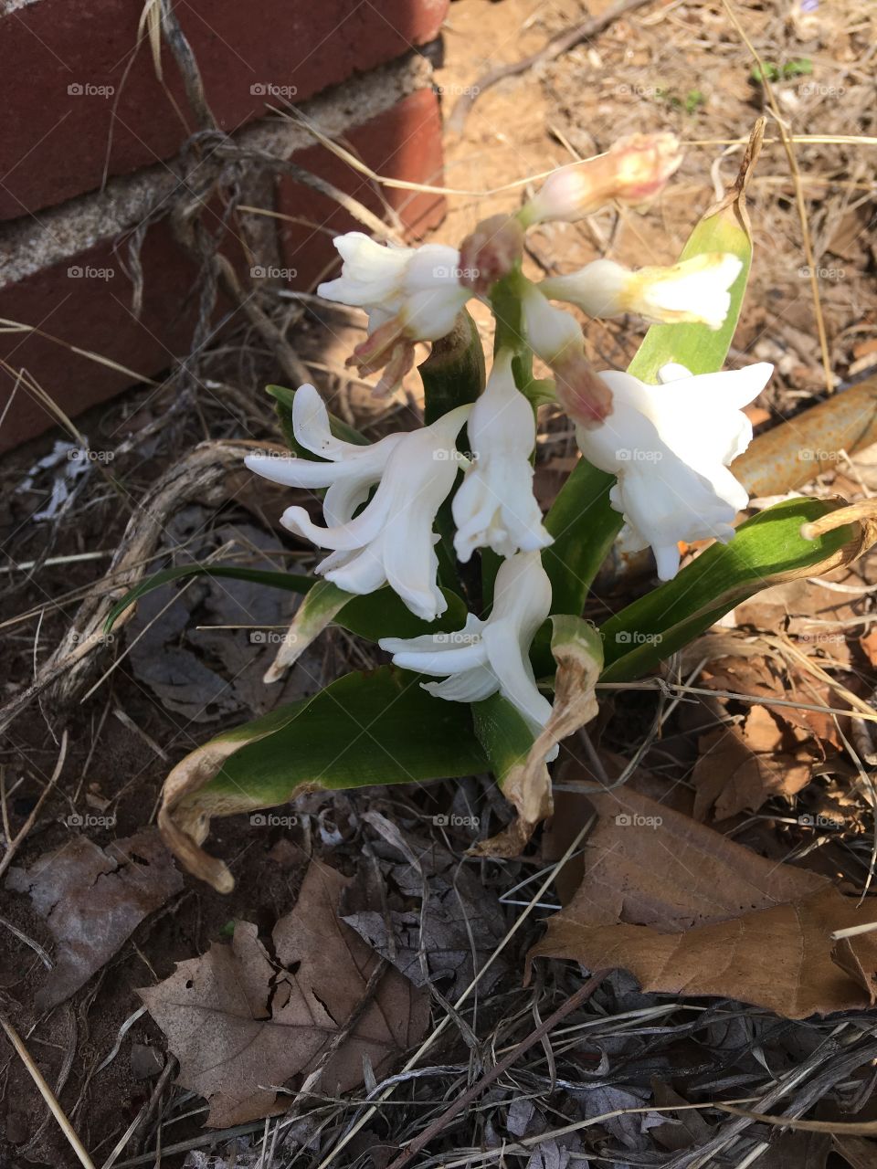 One of my first flowers that have come up just before spring. I didn’t plant them but glad they came up to say hi!