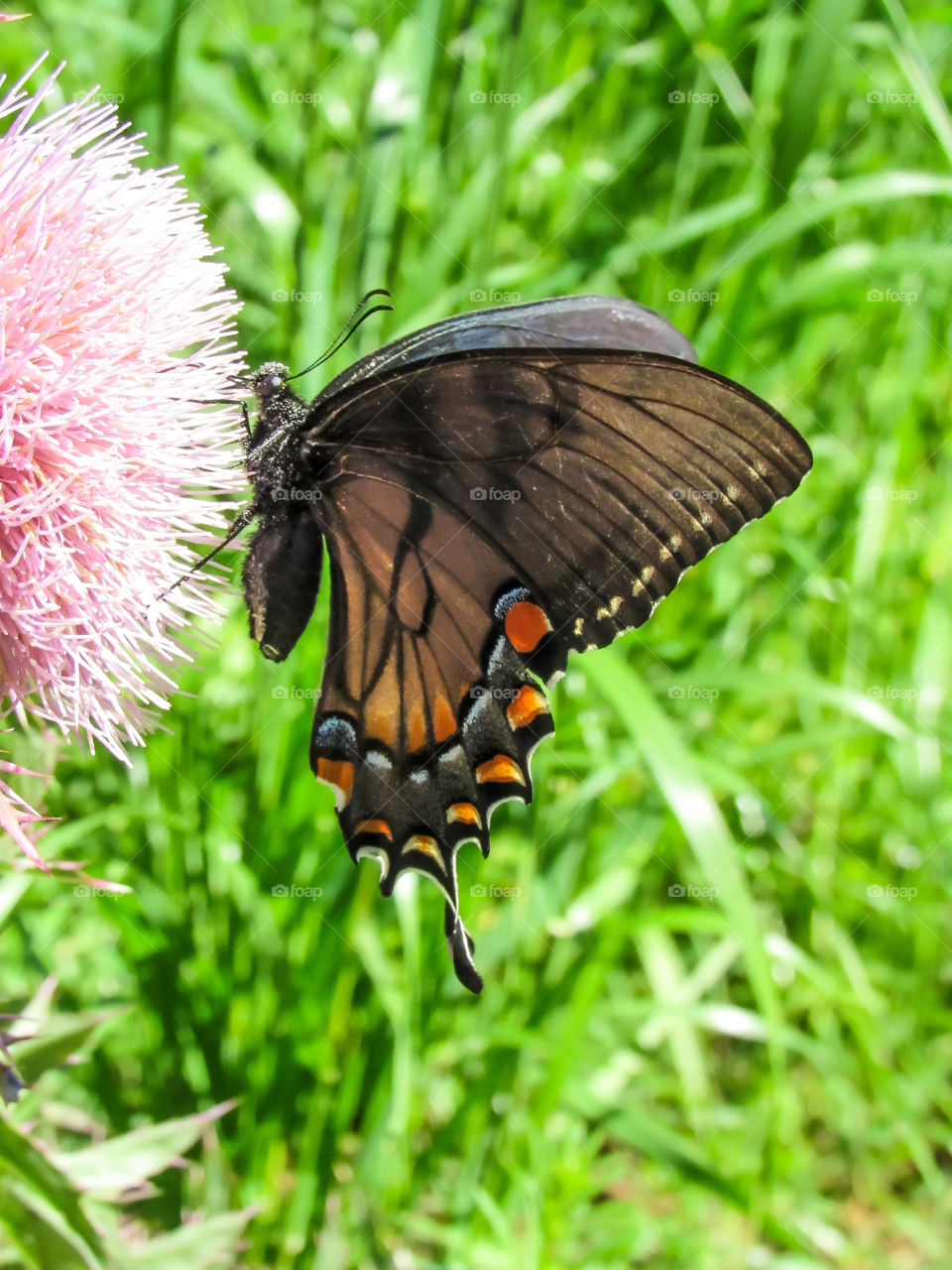 macro butterfly on flowers outdoors